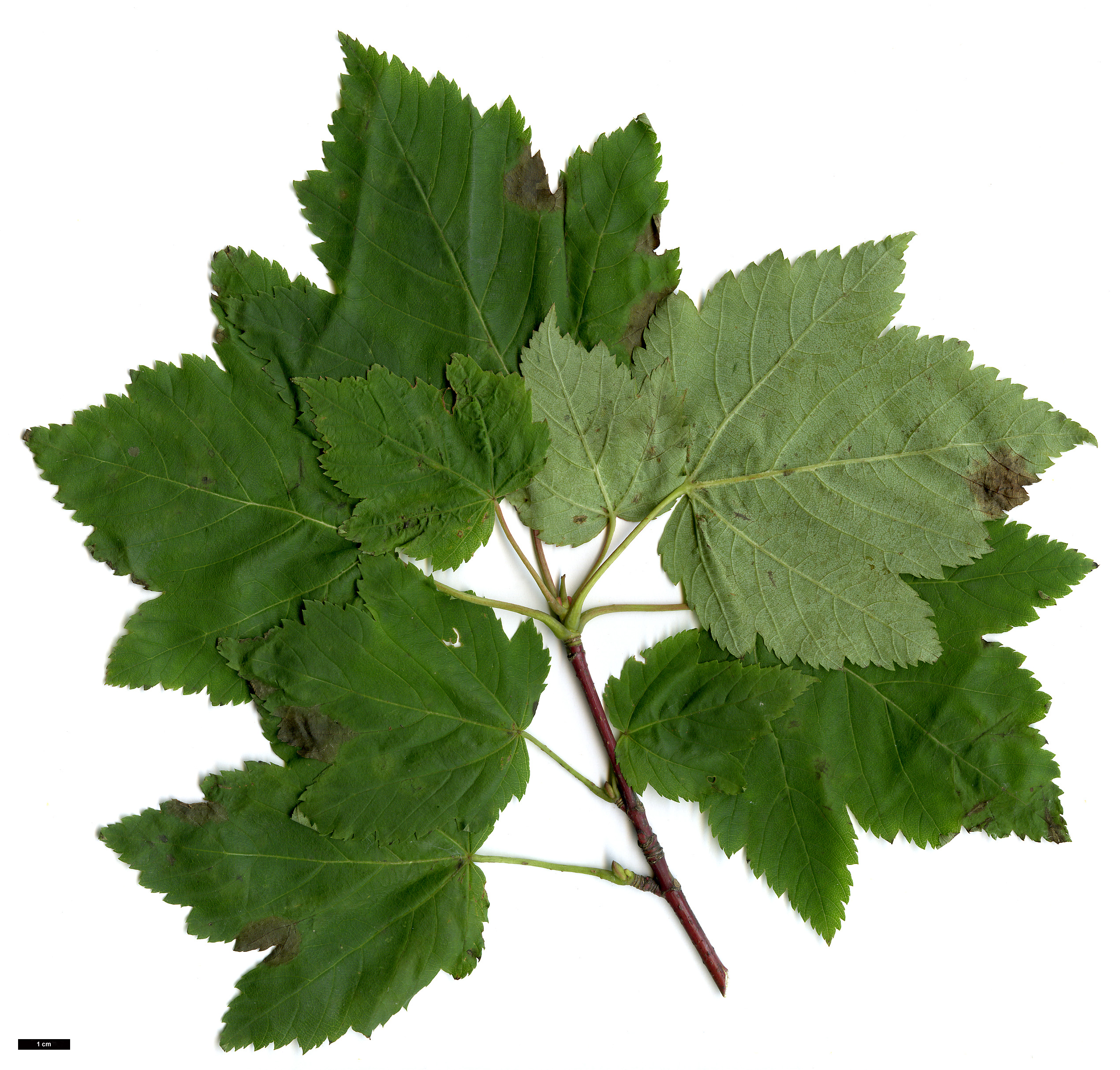 High resolution image: Family: Sapindaceae - Genus: Acer - Taxon: glabrum - SpeciesSub: subsp. douglasii